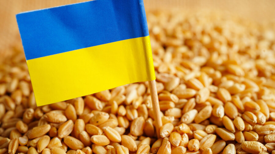 ukraine grain, elections