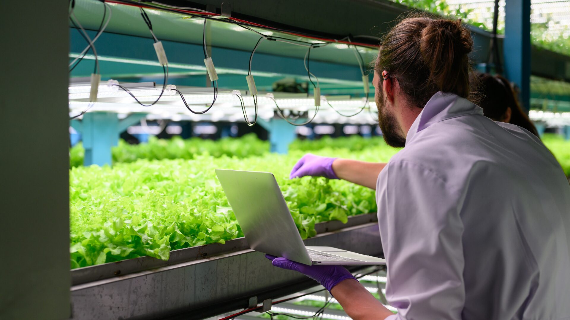 Indoor Vertical Farming Lettuce