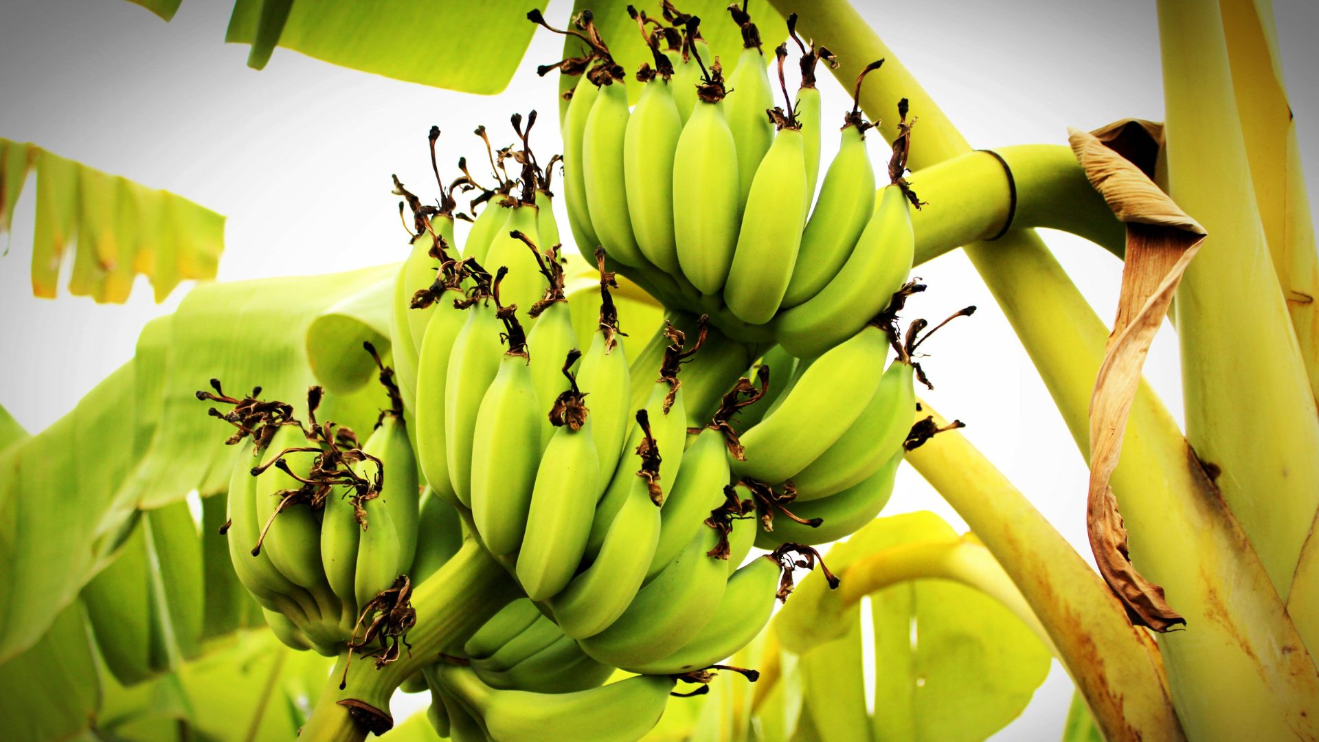 Banana Tree