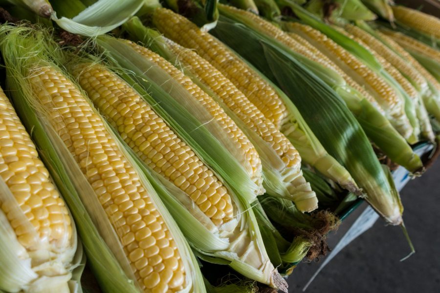 closeup photography of corns