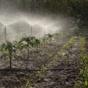 garden sprinkler turned on