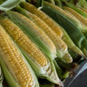 closeup photography of corns