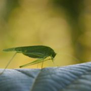 green grasshopper on green leaf in close up photography during daytime