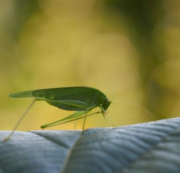 green grasshopper on green leaf in close up photography during daytime