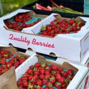 strawberries in white cardboard box