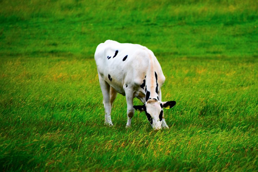 white and black cattle calf on green lawn grasses at daytime