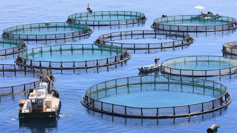 Aquaculture Industry on the Rise as Wild Fishery Production Slows - The ...