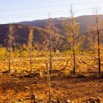 brown trees on brown field during daytime