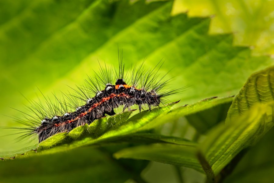 black and white caterpillar on green leaf