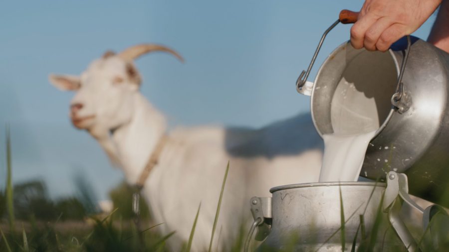 Goat-milk.jpg
