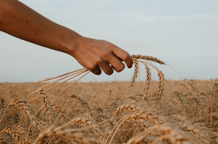 person holding stack of wheat, wheat, wheat outlook