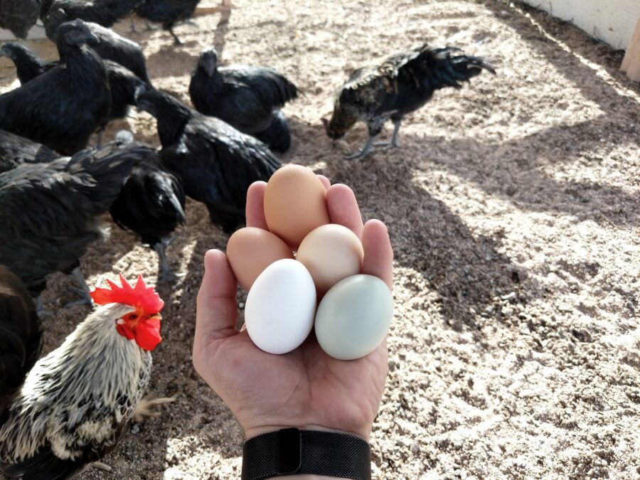 person clutching five eggs by chickens, HPAI, chicken or the egg
