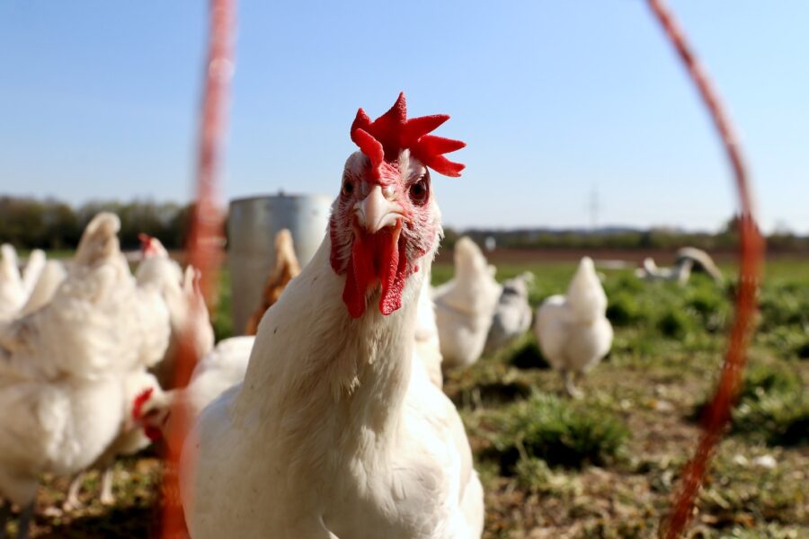 flock of white and red rooster on green grass field during daytime, avian influenza