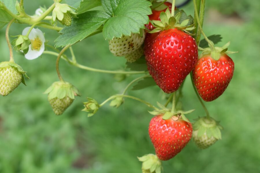 strawberry crop