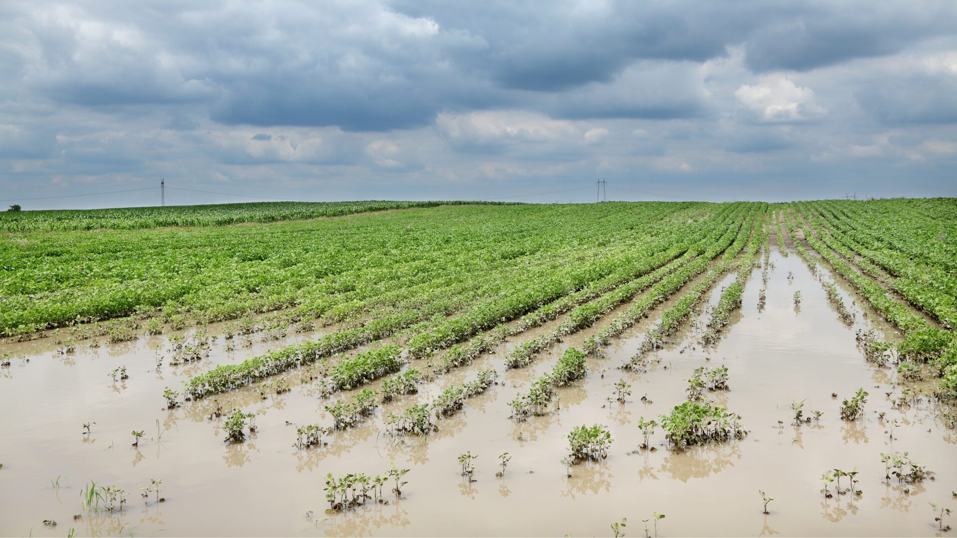 Crop flooding damage