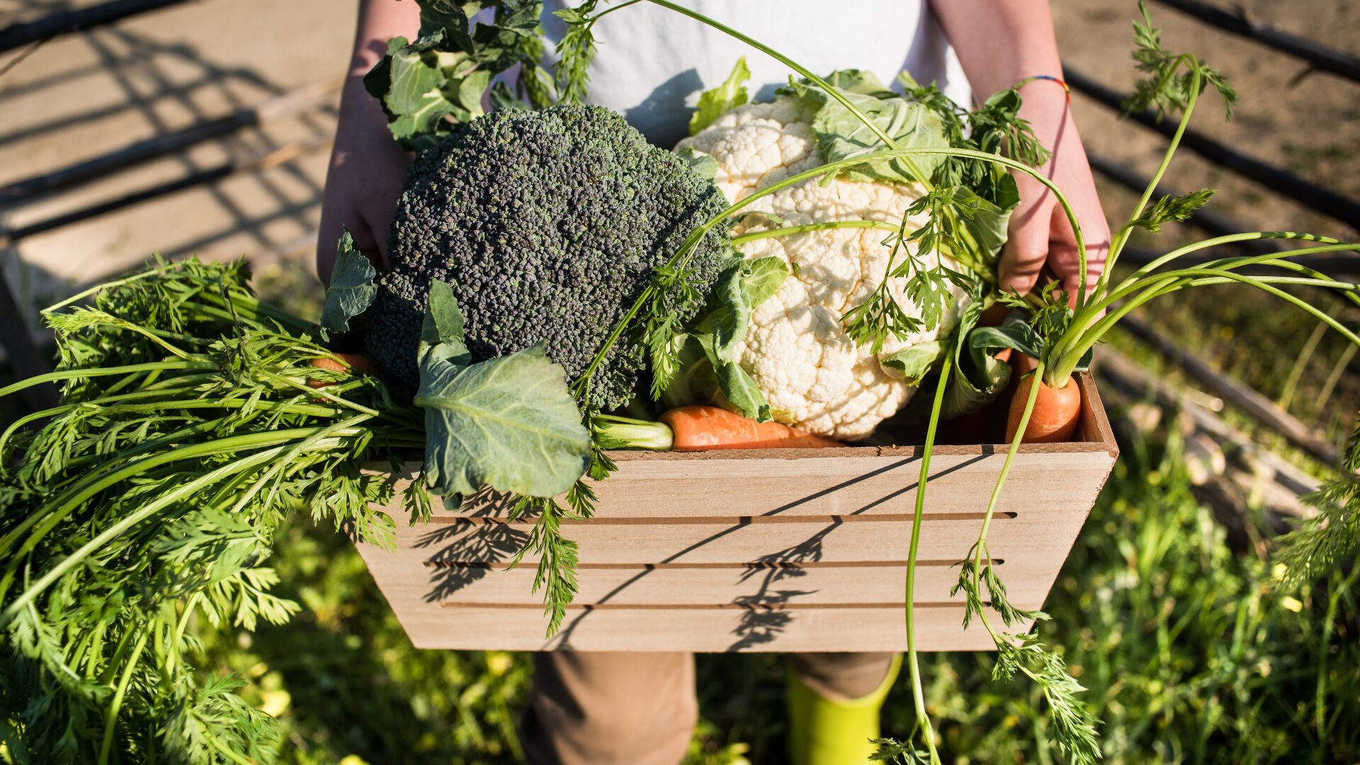 Food sustainability picture of a person holding assorted vegetables in a basket.