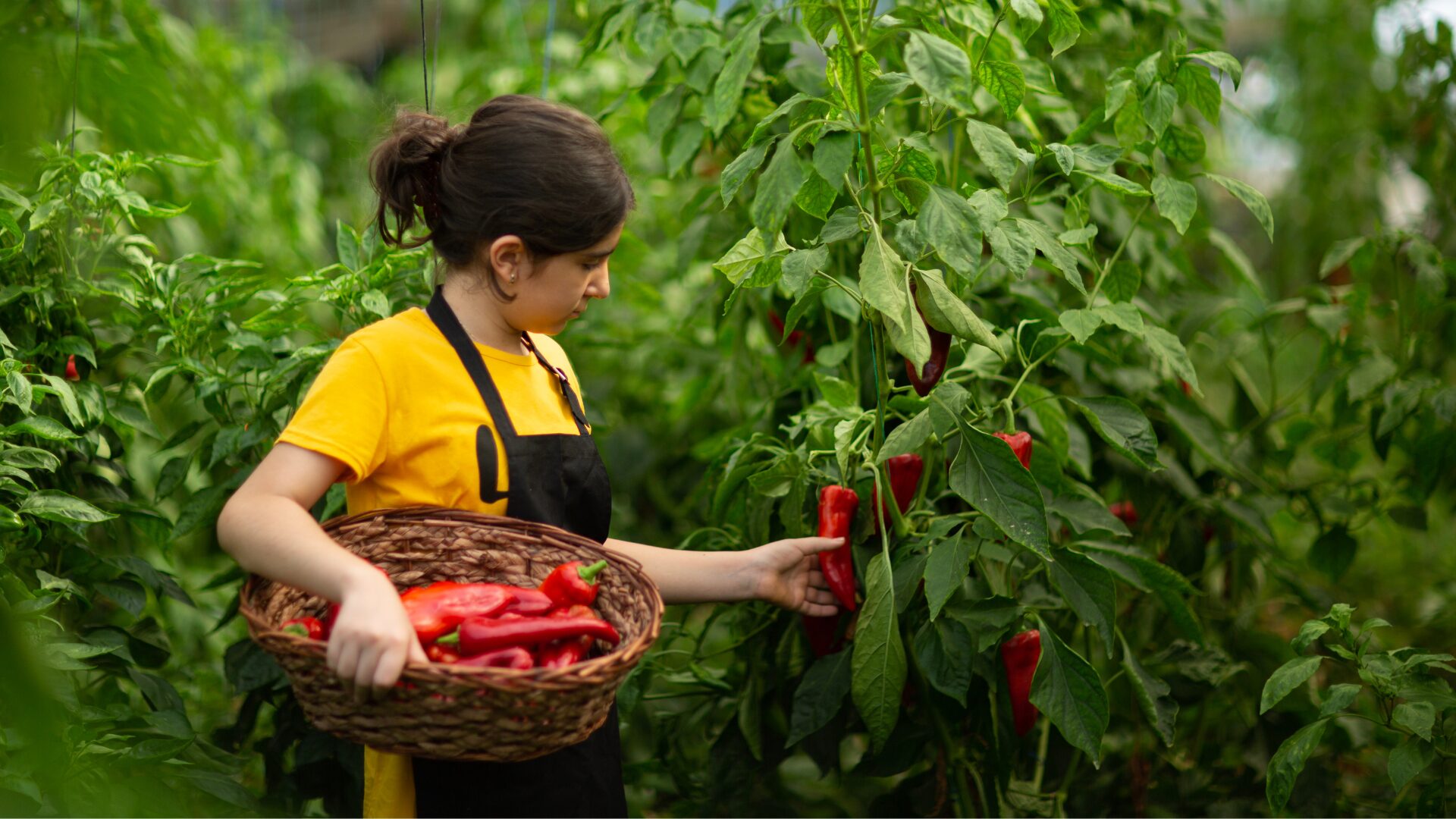 Person picking organic pepper