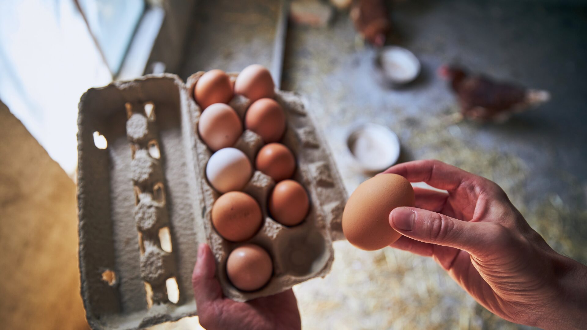 Eggs in carton