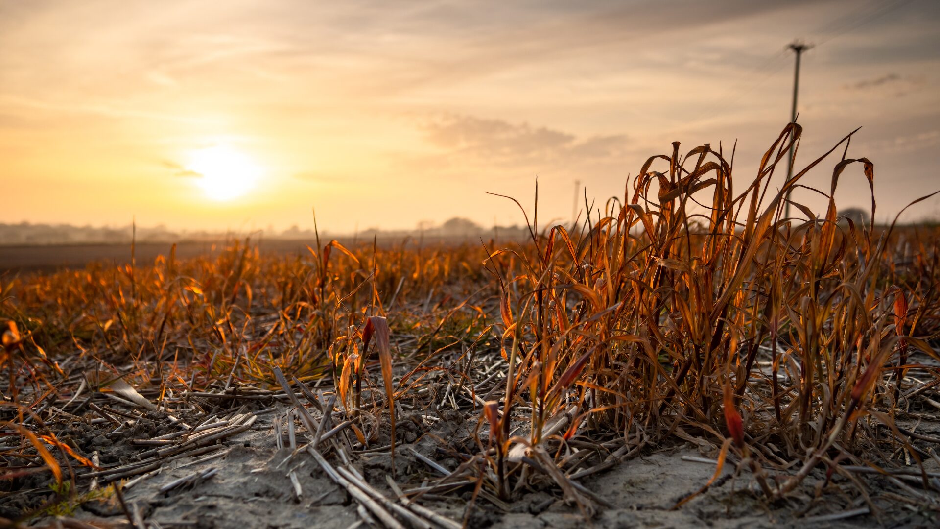 crops rotting from undocumented worker shortage