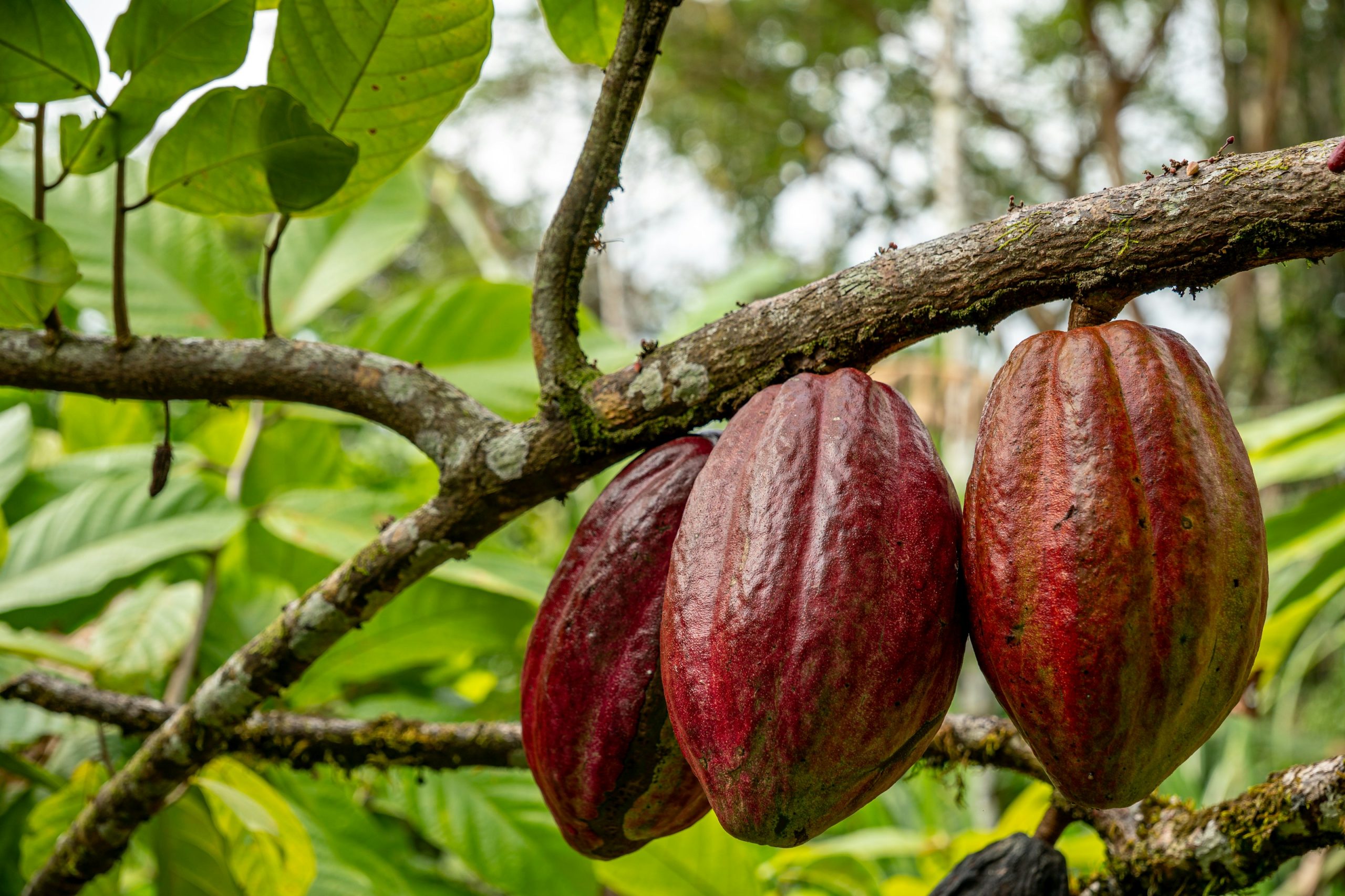 Cocoa pods hanging from a tree branch.