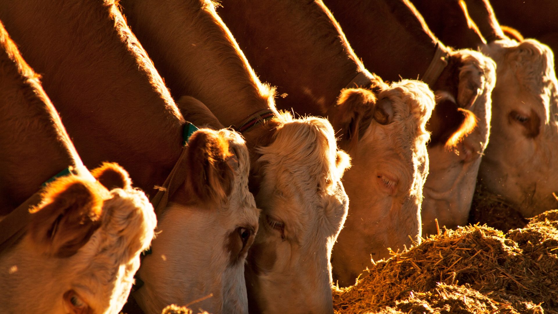 Beef Cows Eating Food