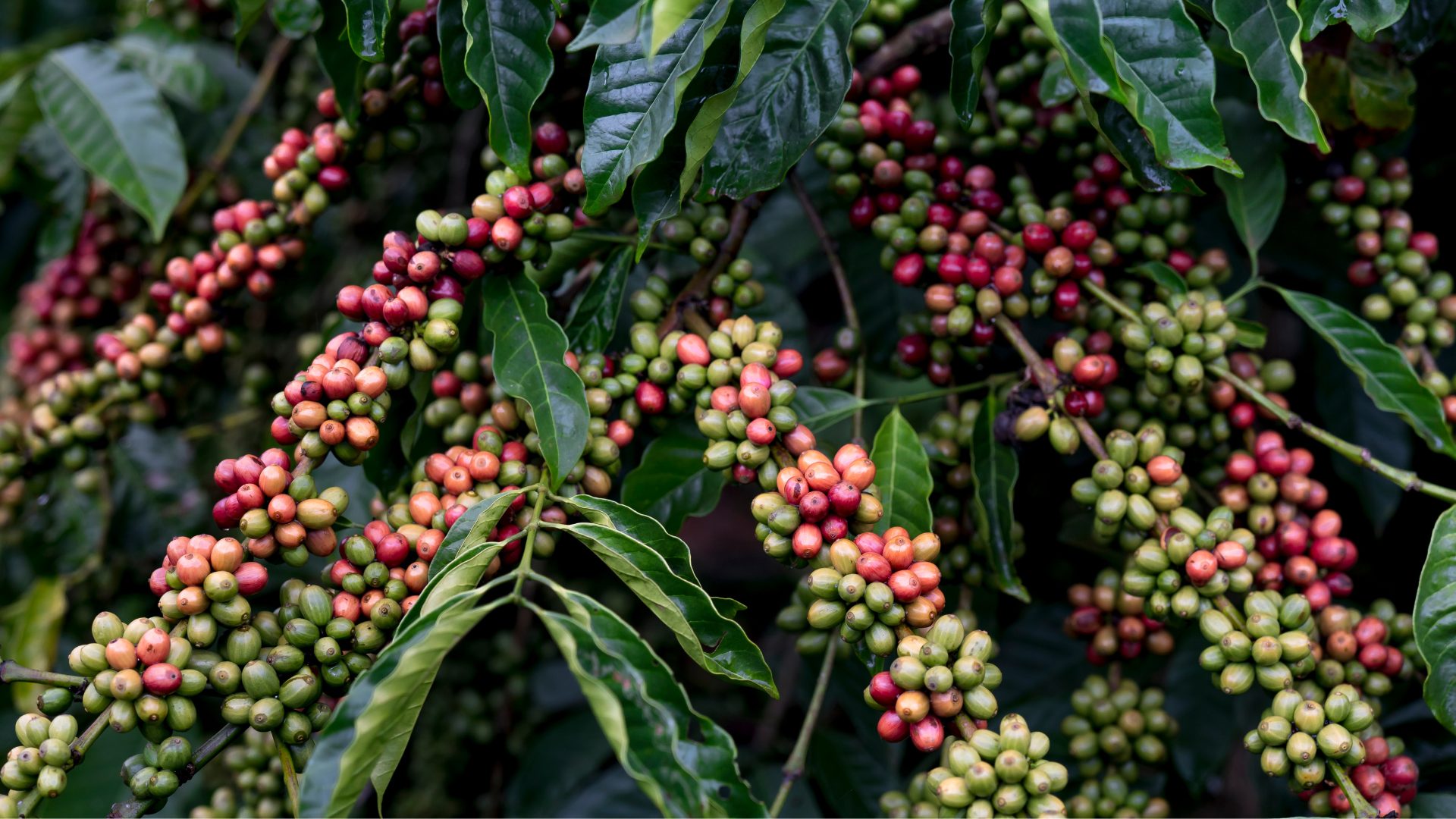 Coffee Plant