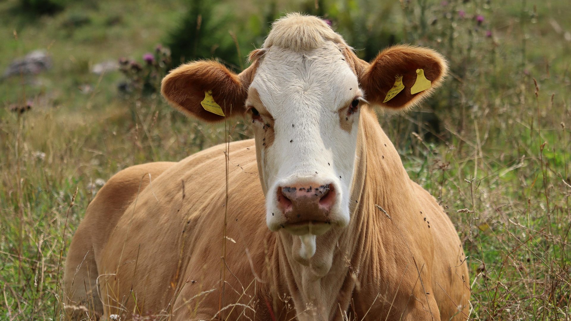 Beef Cow on Farm